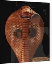 Bruine Cobra Art - Foto op Plexiglas - 60 x 60 cm