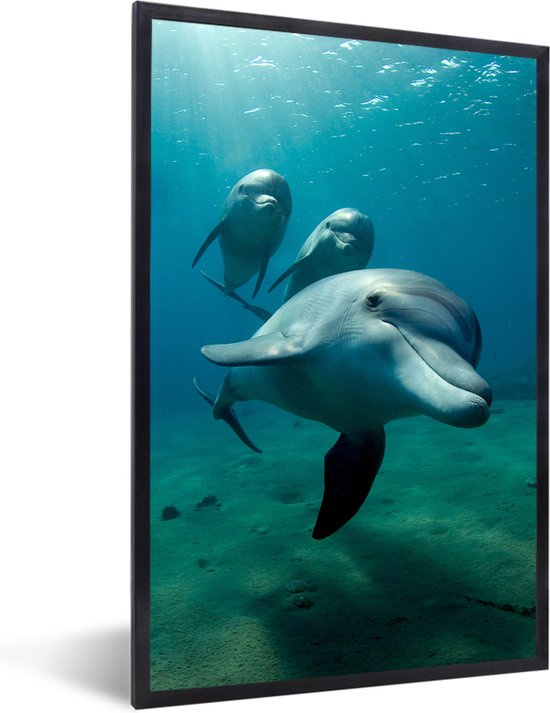 Fotolijst incl. Poster - Water - Dolfijn - Blauw - 80x120 cm - Posterlijst