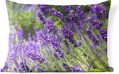Coussins d'extérieur - Jardin - Lavande violet vif dans la nature - 50x30 cm
