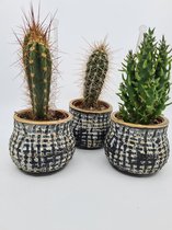 Set van 3 cactussen in het geliefde plantenpotje Toby