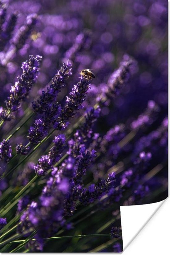Poster Close-up van lavendel met bij - 20x30 cm