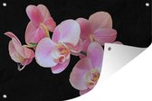 Tuindecoratie Een close up van roze orchideeën op een zwarte achtergrond - 60x40 cm - Tuinposter - Tuindoek - Buitenposter