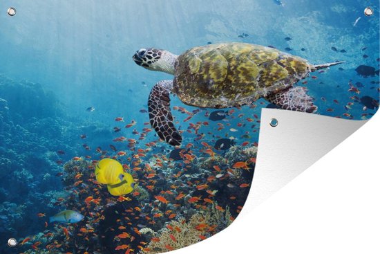 Tuindecoratie Schildpad bij koraalrif - 60x40 cm - Tuinposter - Tuindoek - Buitenposter