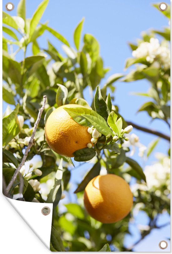 Tuindecoratie Sinaasappels aan een boom met oranjebloesem - 40x60 cm - Tuinposter - Tuindoek - Buitenposter