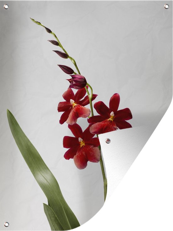 Tuin decoratie Rode orchidee met bladeren voor een witte achtergrond - 30x40 cm - Tuindoek - Buitenposter