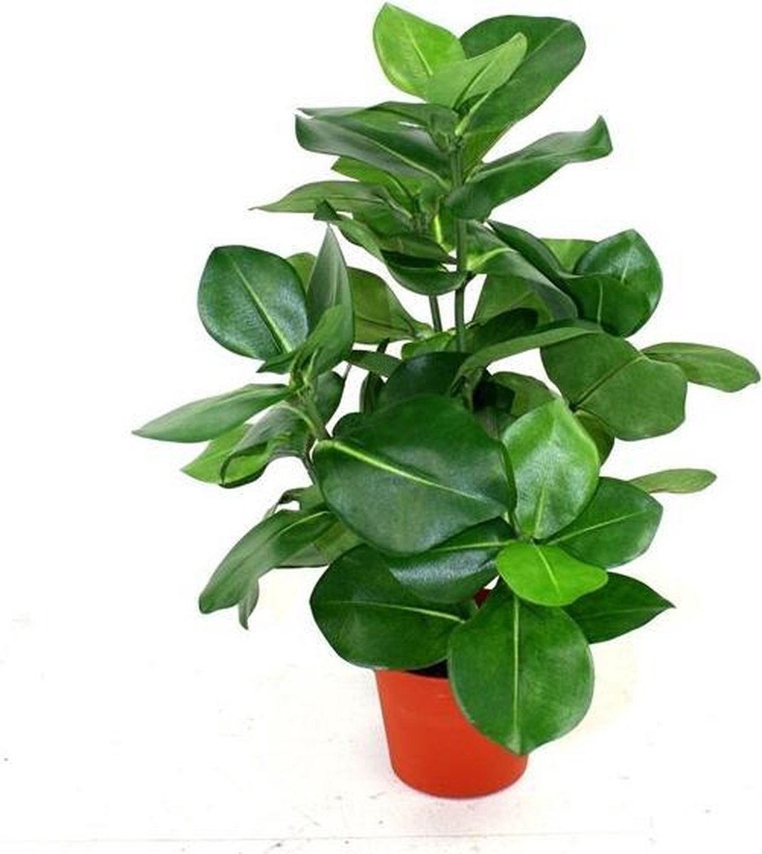 maxifleur Kunstplanten Clusia kunstplant 40cm in pot 10cm Groen