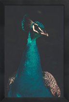 JUNIQE - Poster in houten lijst Peacock And Proud -30x45 /Ivoor & Wit