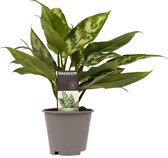 Decorum Aglaonema Maria – ↨ 25cm – ⌀ 12cm