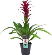 Decorum Guzmania Switch – ↨ 60cm – ⌀ 13cm