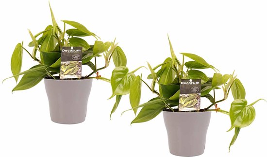 Decorum Duo Philodendron Scandens met potten Anna Taupe – ↨ 15cm – ⌀ 12cm
