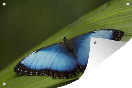 Morpho vlinder op blad Tuinposter 60x40 cm - Foto op Tuinposter (tuin decoratie)