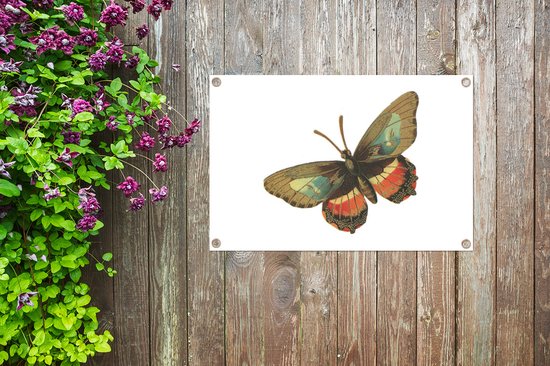 Décoration de jardin Vintage - Papillon - Marron - 60x40 cm - Affiche de jardin - Toile de jardin - Affiche extérieure