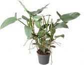 Bloem van Botanicly – Philodendron Silver Queen – Hoogte: 60 cm