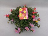 Bloem van Botanicly – Portulaca grandiflora – Hoogte: 20 cm