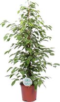 Kamerplant van Botanicly – Rubberboom – Hoogte: 90 cm – Ficus benjamina Golden King