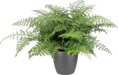 Varen van Botanicly – Asplenium incl. sierpot antraciet als set – Hoogte: 55 cm – Asplenium Parvati