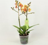 Orchidee van Botanicly – Vlinder orchidee – Hoogte: 45 cm, 1 tak – Phalaenopsis Multiflora Grazia