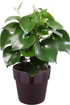 Kamerplant van Botanicly – Dwergpeper in paars pot als set – Hoogte: 65 cm – Peperomia polybotrya Raindrop