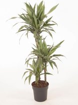 Kamerplant van Botanicly – Drakenboom – Hoogte: 95 cm – Dracaena derem. Warneckei