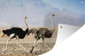 Muurdecoratie Twee rennende struisvogels - 180x120 cm - Tuinposter - Tuindoek - Buitenposter