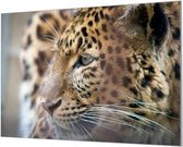 Wandpaneel Panter Close-up  | 150 x 100  CM | Zilver frame | Akoestisch (50mm)