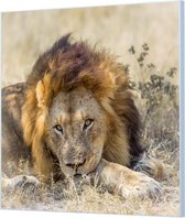 Wandpaneel Leeuw  | 140 x 140  CM | Zilver frame | Akoestisch (50mm)