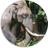 Dibond Wandcirkel - Olifant in Bos - 80x80cm Foto op Aluminium Wandcirkel (met ophangsysteem)