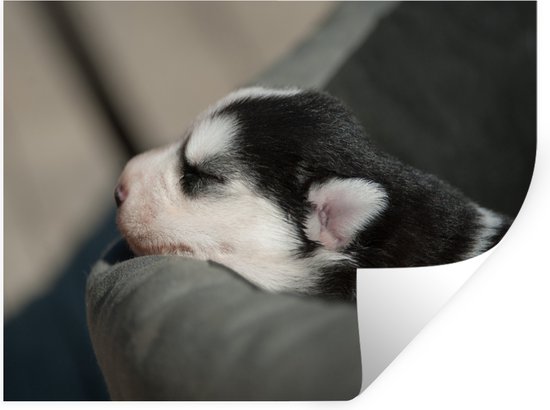 Muurstickers - Sticker Folie - Slapende hond op de bank - 160x120 cm - Plakfolie - Muurstickers Kinderkamer - Zelfklevend Behang XXL - Zelfklevend behangpapier - Stickerfolie