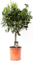 FloriaFor - Citrus Mandarin - - ↨ 85cm - ⌀ 22cm