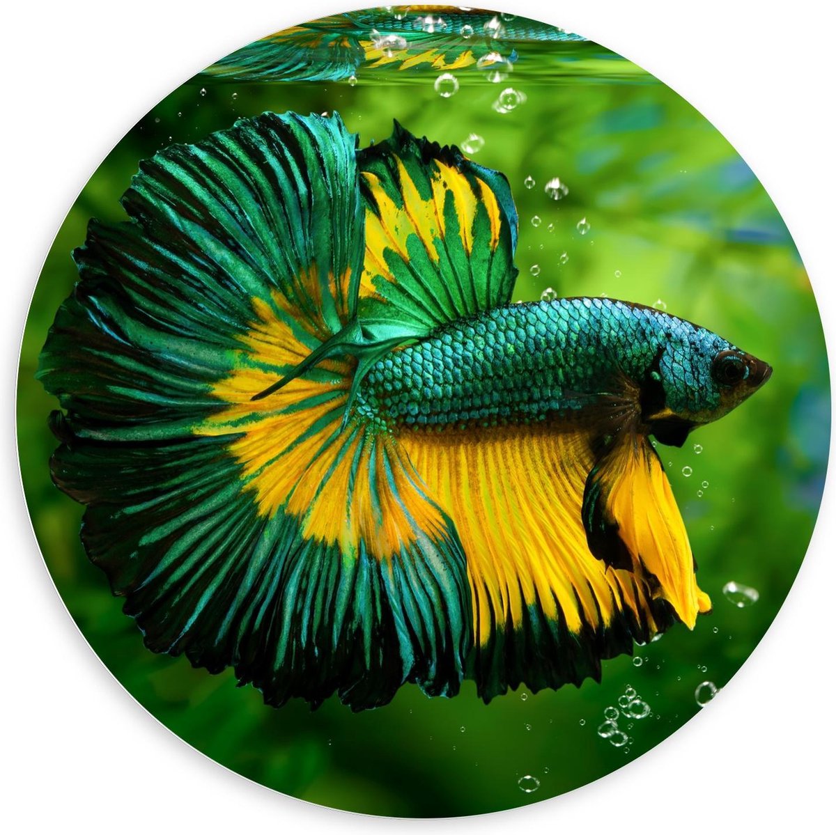 Forex Wandcirkel - Groen/Gele Vis in Aquarium - 100x100cm Foto op Wandcirkel (met ophangsysteem)