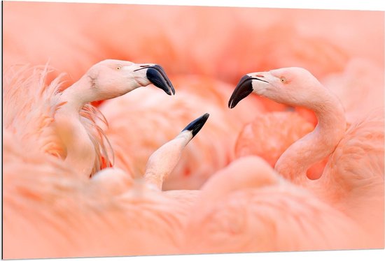Dibond - Flamingo's bij Elkaar - 120x80cm Foto op Aluminium (Met Ophangsysteem)