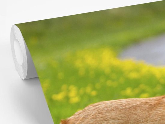 Papier peint photo peint photo vinyle - Corgi entre les fleurs largeur 330 cm x hauteur 220 cm - Tirage photo sur papier peint (disponible en 7 tailles)