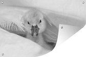 Muurdecoratie Baby zwaan - zwart wit - 180x120 cm - Tuinposter - Tuindoek - Buitenposter