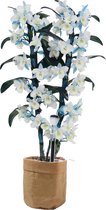 Mama's Planten - Dendrobium Nobile Bamboo - Ijsblauw - Bruine Sizo Bag - Orchidee - Geeft Sfeer En Kleur - ↨ 50cm - ⌀ 15cm