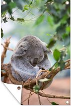 Tuinposter - Tuindoek - Tuinposters buiten - Koala - Takken - Slapen - Kinderen - Jongens - Meiden - 80x120 cm - Tuin