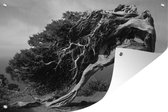 Tuindecoratie Zwart-wit foto van een jeneverbes - 60x40 cm - Tuinposter - Tuindoek - Buitenposter