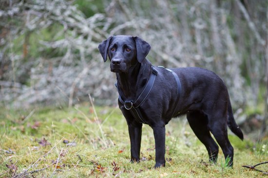 Foto: Rukkapets verstelbaar hondentuig y model zwart x small