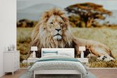 Behang - Fotobehang Leeuwen - Wild - Afrika - Breedte 330 cm x hoogte 220 cm