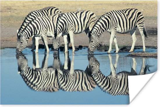Poster Zebra’s drinken – 60×40 cm