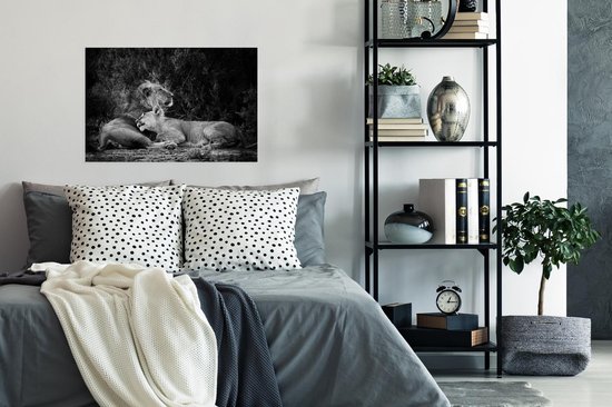 Poster Lion et lionne papier 90x60 cm - Tirage photo sur Poster (décoration murale salon / chambre) / Poster Animaux sauvages
