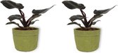 2x Kamerplant Philodendron Black Cardinal  | Speciale Kamerplant | ± 25cm hoog | 12cm diameter - in groene sierzak