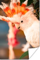 Un cacatoès blanc avec une crête colorée Poster 40x60 cm - Tirage photo sur Poster (décoration murale salon / chambre) / Poster Vogels