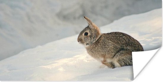 Poster Konijn - Sneeuw - Winter - Wild - 40x20 cm