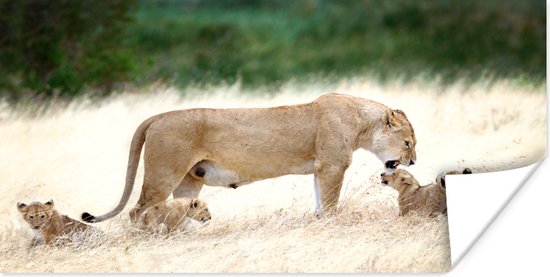 Foto: Leeuwin met jongen in het gras poster papier 160x80 cm foto print op poster wanddecoratie woonkamer slaapkamer wilde dieren poster