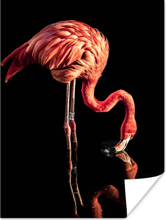 Affiche Reflet d'un flamant rose sur fond noir - 30x40 cm