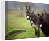 Canvas schilderij 150x100 cm - Wanddecoratie Drie ezels op grasveld - Muurdecoratie woonkamer - Slaapkamer decoratie - Kamer accessoires - Schilderijen