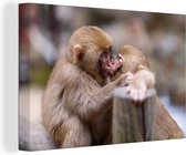 Macaques japonais amoureux sur toile 2cm 60x40 cm - Tirage photo sur toile (Décoration murale salon / chambre) / Peintures sur toile animaux sauvages
