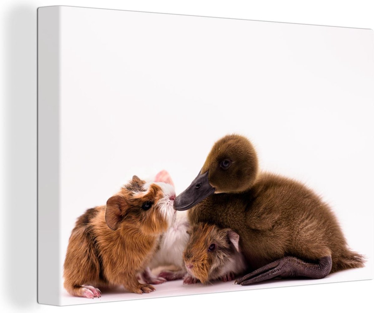 Canvas Schilderij Baby eend met cavia's - 90x60 cm - Wanddecoratie