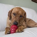 Bruine hond met een rode Kong speeltje in zijn bek, liggend op een witte bank.