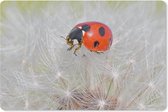 Muismat Lieveheersbeestjes - Lieveheersbeestje op paardebloem muismat rubber - 27x18 cm - Muismat met foto